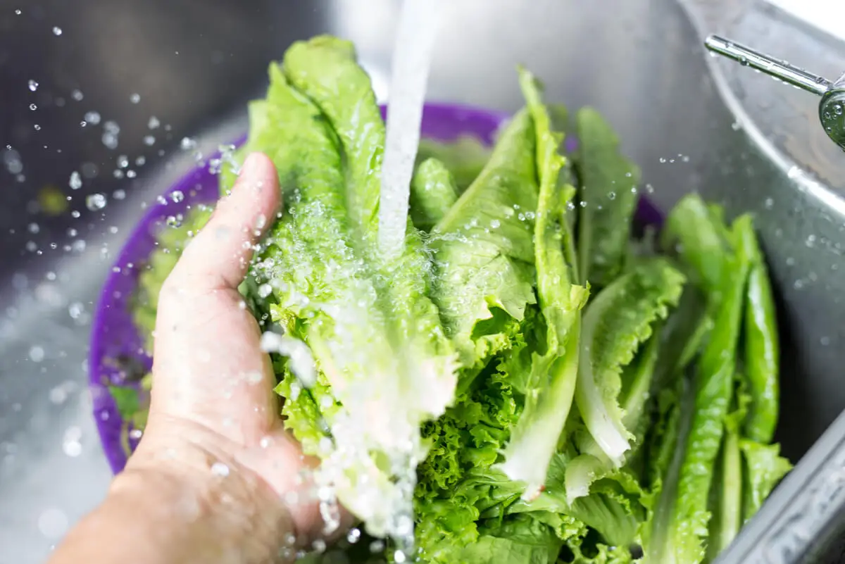 Lavado de la lechuga para conservarla fresca más tiempo.