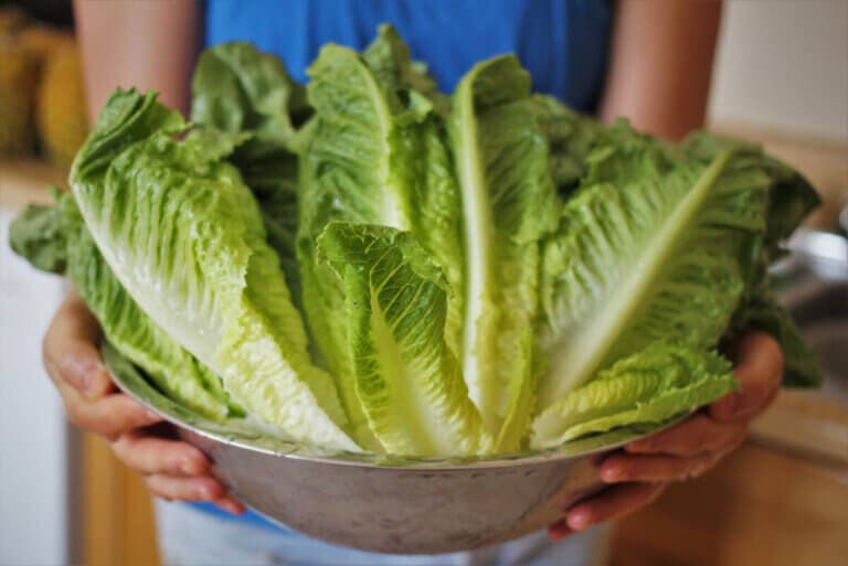Consejos para conservar la lechuga fresca más tiempo