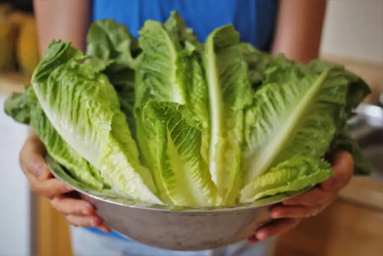 Consejos para conservar la lechuga fresca más tiempo