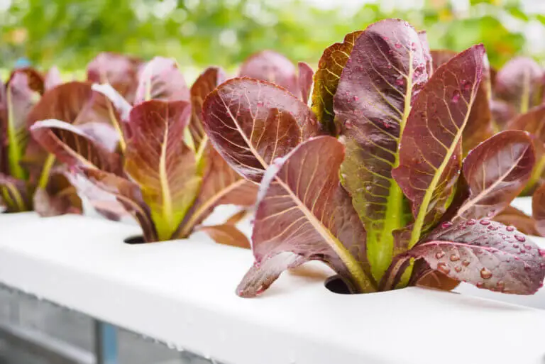 3 beneficios de la lechuga de hoja roja