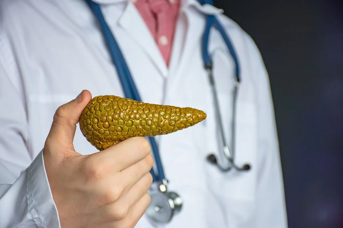 Páncreas es una glándula endocrina.