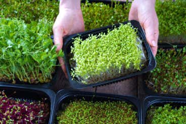 Qué son las microverdes y cómo cultivarlas en casa