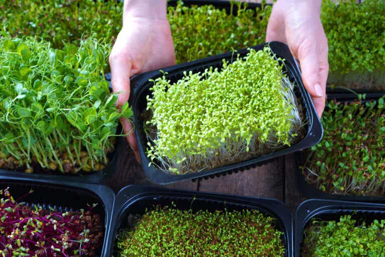 Qué son las microverdes y cómo cultivarlas en casa