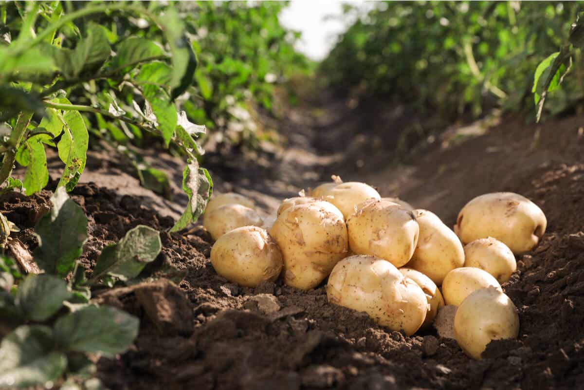 Cultivo de patatas en el campo.
