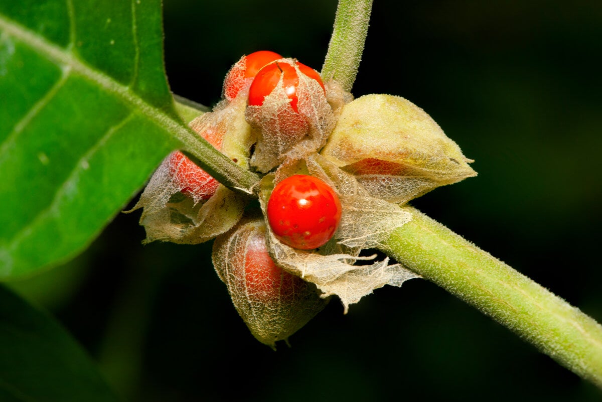 Plantas Adaptógenas: Un Escudo Natural contra el Estrés