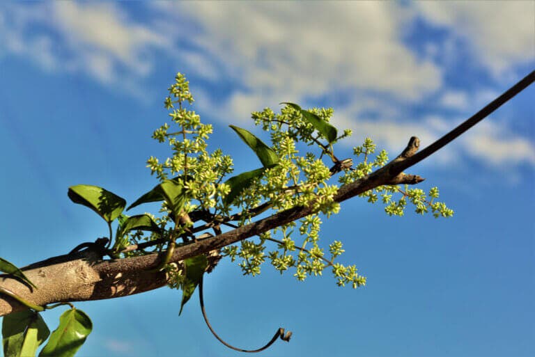Guaco: beneficios, remedios y contraindicaciones