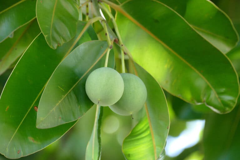 Aceite de tamanu: beneficios, usos y contraindicaciones