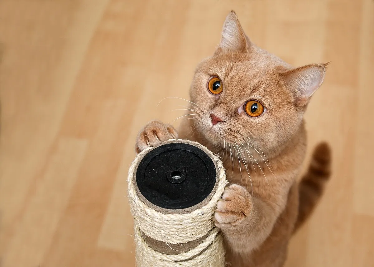 Trucos para evitar que los gatos arañen el sofá