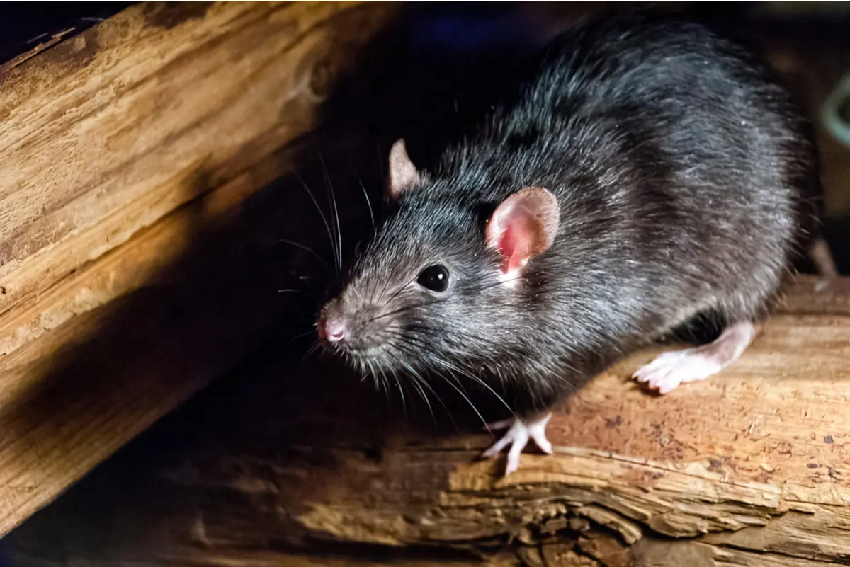 Ratas en los sueños.