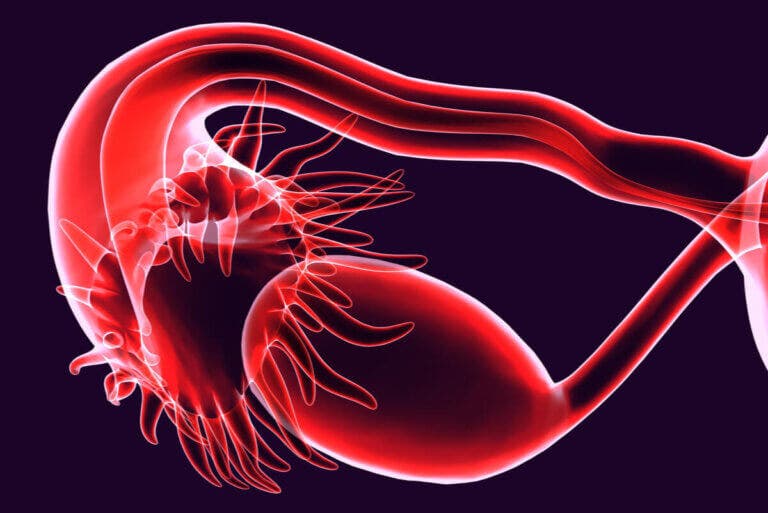 Trompas de Falopio obstruidas: ¿qué lo causa?