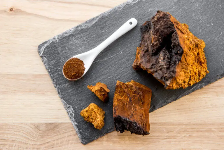 Hongo chaga: beneficios y precauciones
