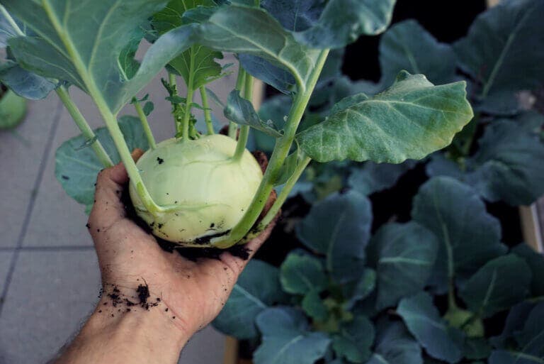 Colinabo: valor nutricional, beneficios y cómo prepararlo