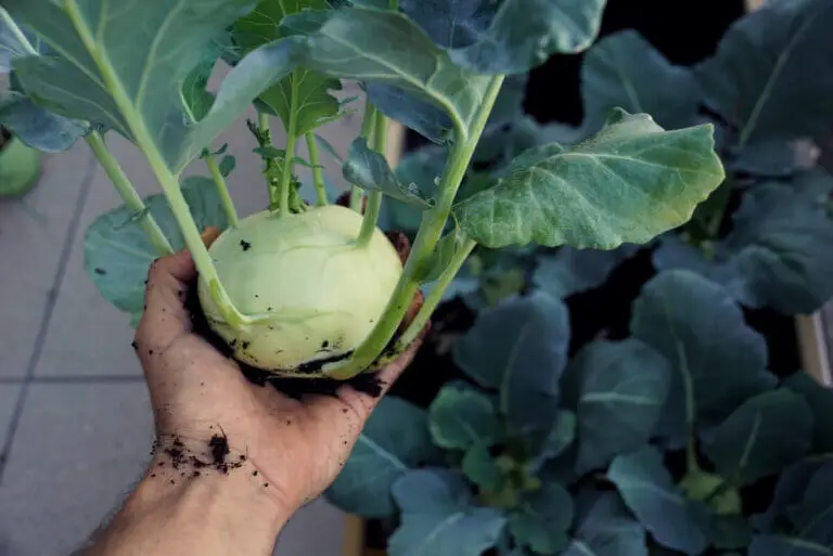 Colinabo: valor nutricional, beneficios y cómo prepararlo