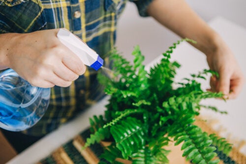 Cómo decorar el hogar con helechos