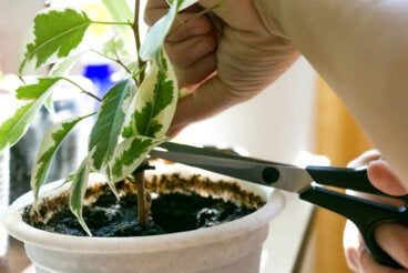 Consejos para revivir una planta que se está muriendo