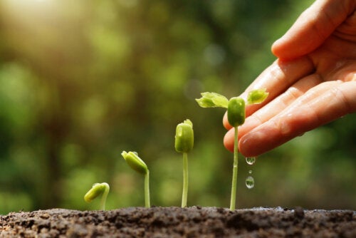 6 consejos para hacer un jardín sustentable