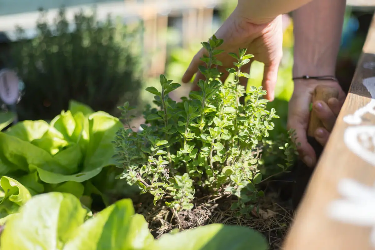 Cultivo de esquejes.
