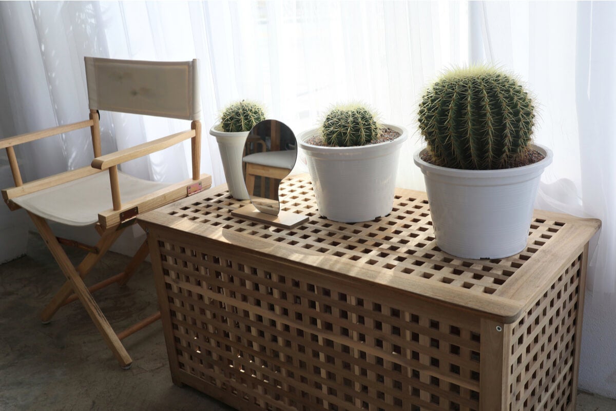 Plantas en un espacio de relajación en el hogar.