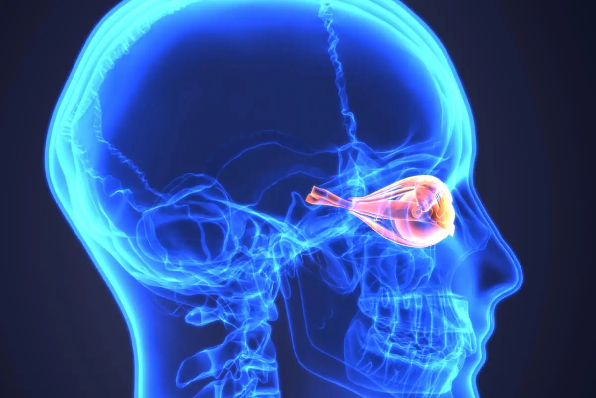 Anatomía del ojo en la enfermedad ocular tiroidea.
