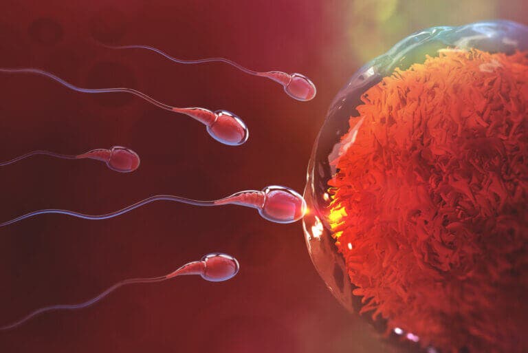 ¿Cuánto demora la fecundación después del sexo?