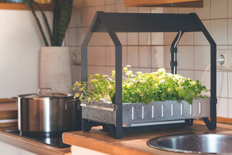 ¿Cómo tener un cultivo hidropónico en casa?