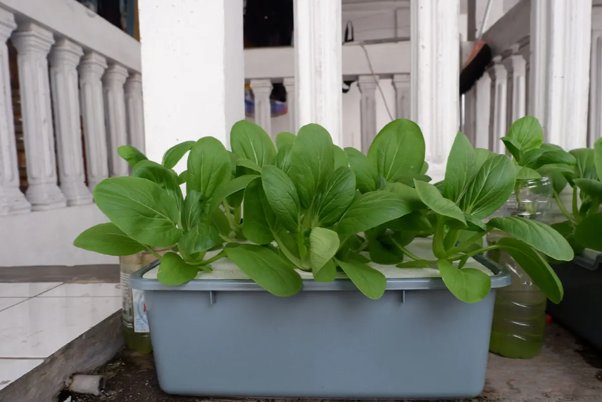 Cultivo de hidroponía.