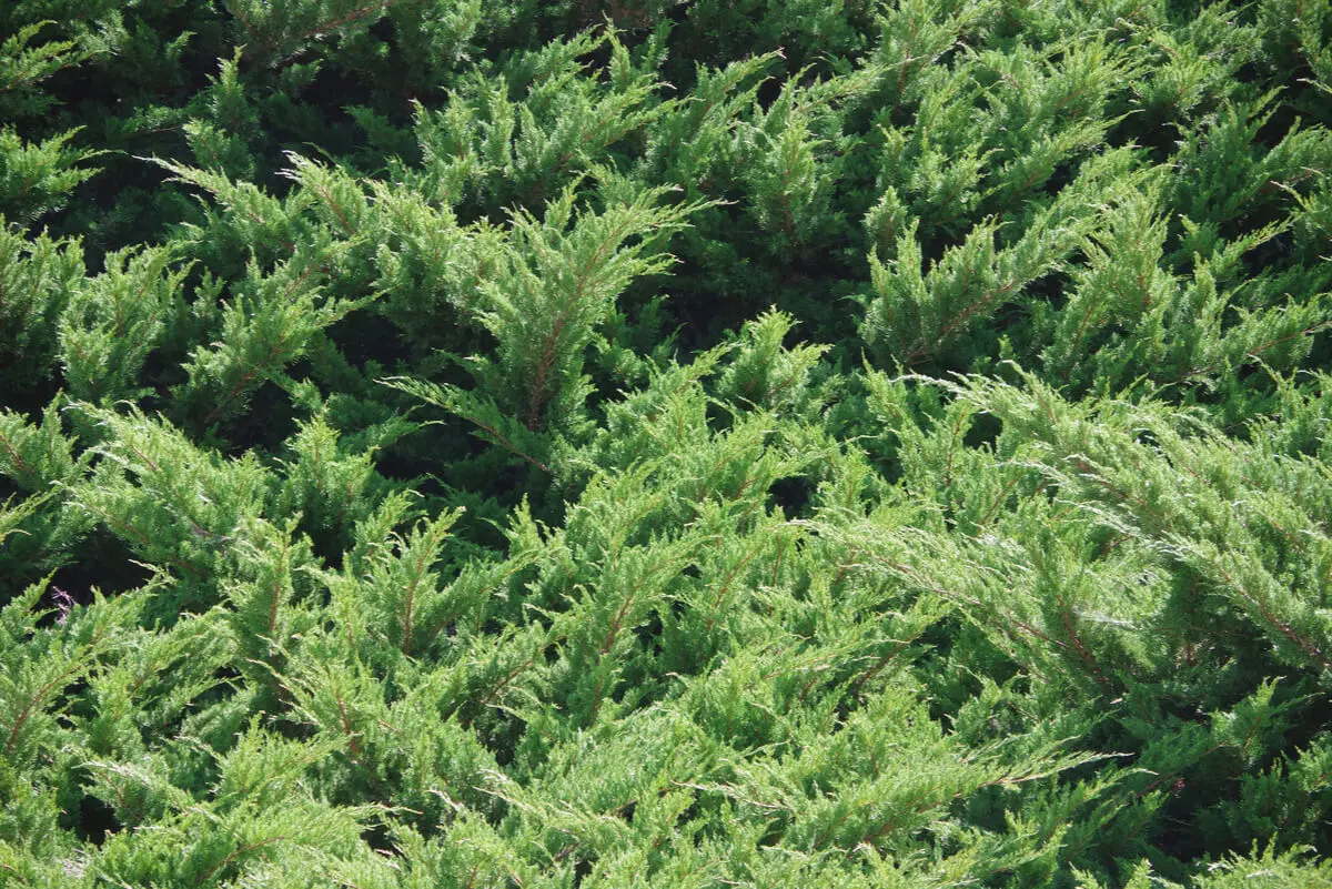 Planta cobertora para mejorar suelo del jardín.