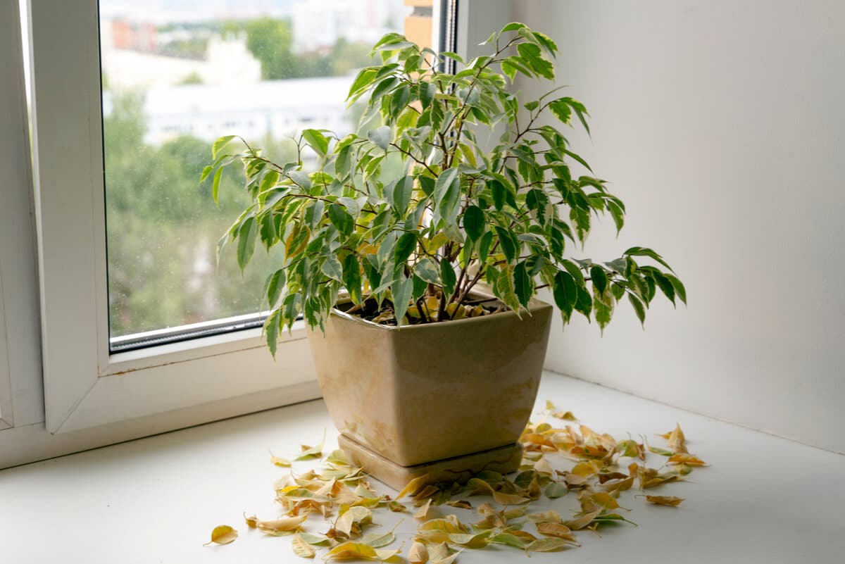 Hojas caídas en una planta para revivir.