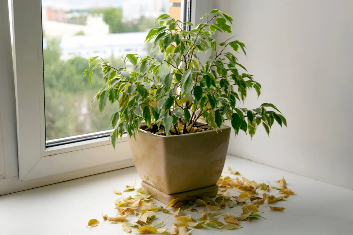 Hojas caídas en una planta para revivir.