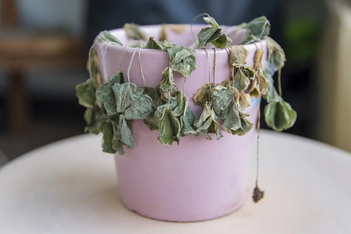 Planta morta por falta de ferro.