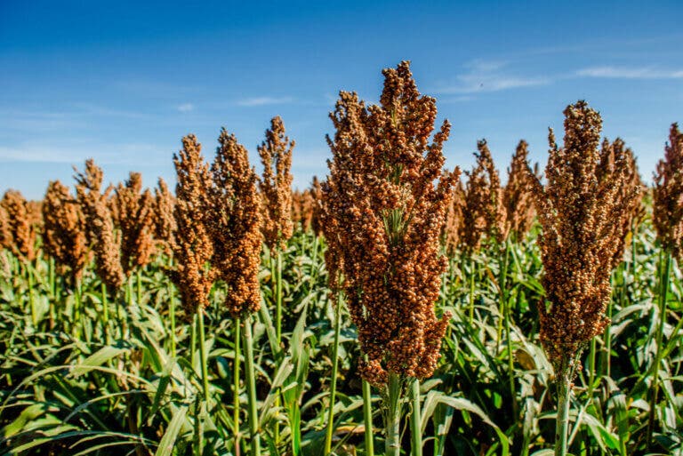 Sorgo: nutrición y cómo usarlo en la cocina