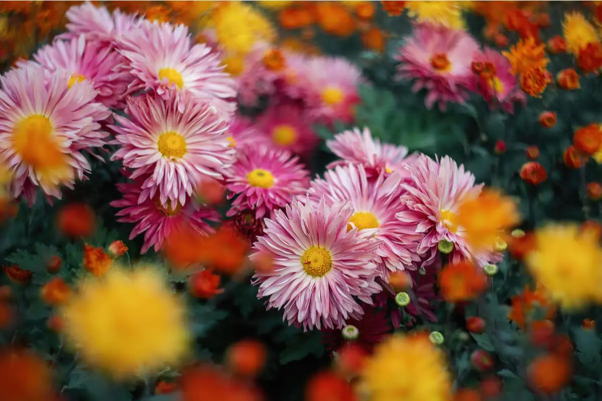 Flores de crisantemo para hacer té.