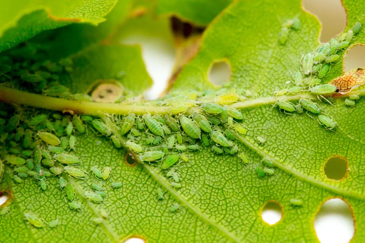 Pulgones en una planta cuna de Moisés.