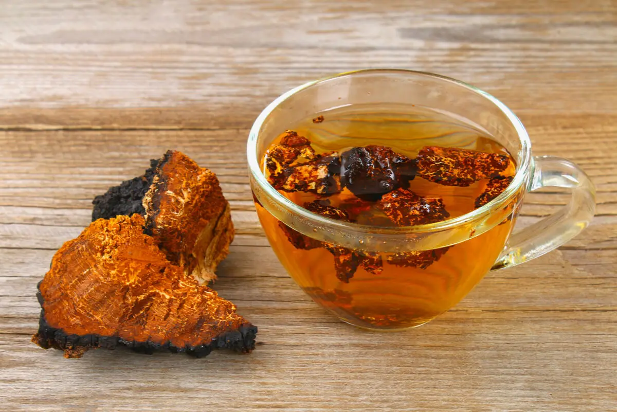 Té de hongo chaga.