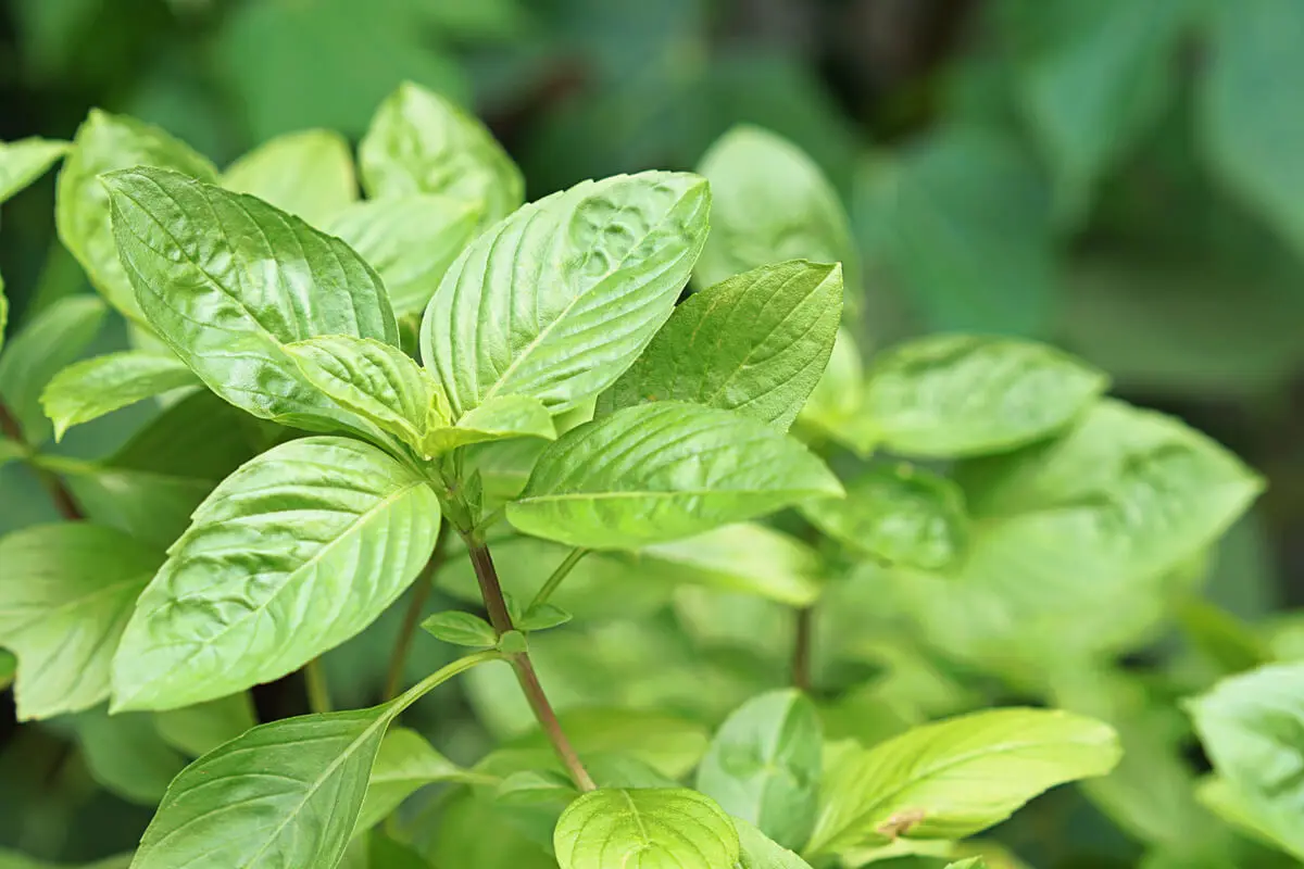 Albahaca que crece en agua.