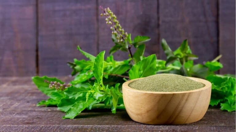Albahaca sagrada: beneficios, efectos secundarios y más