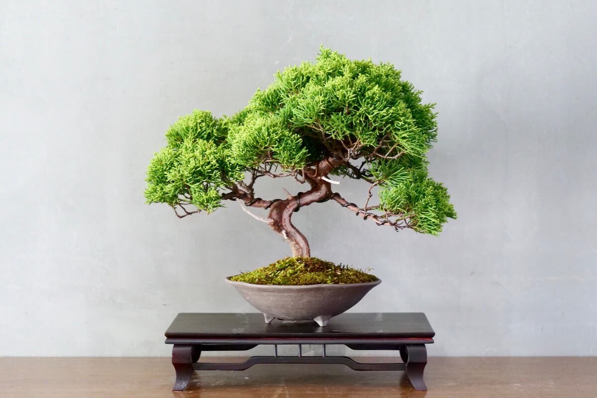 Árbol bonsái.