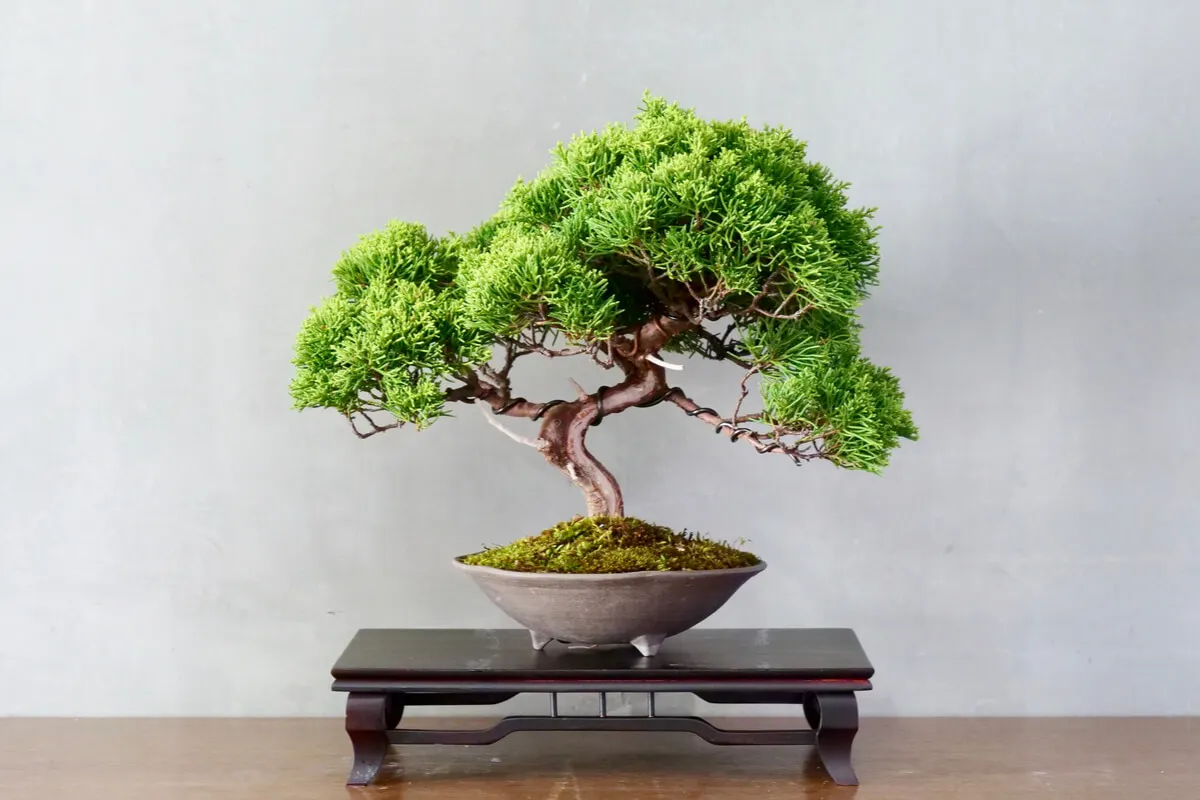 Árbol bonsái.