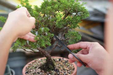 Aprende cómo hacer y cuidar los árboles bonsái