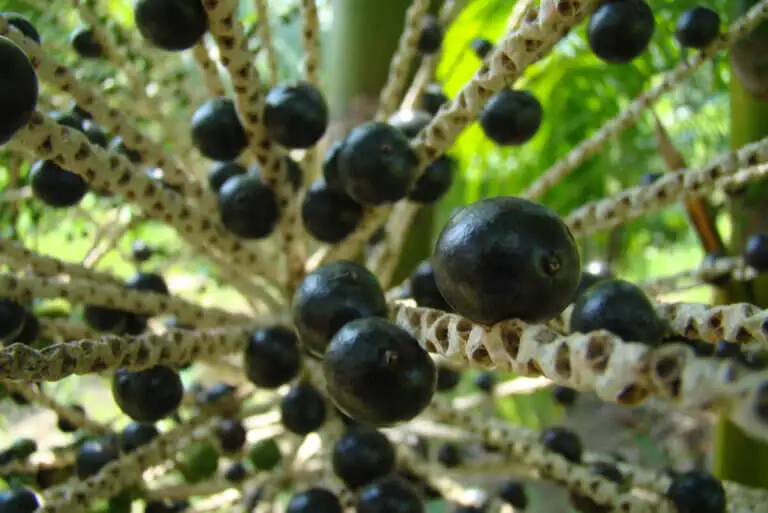 Bayas de acaí: beneficios y contraindicaciones