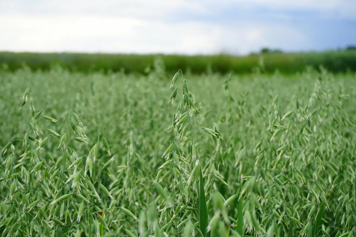 Paja de avena en un campo.