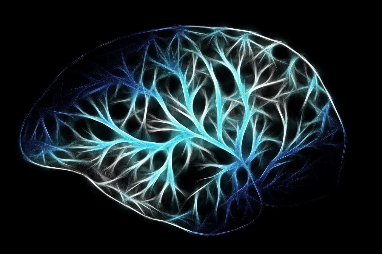 Cerebro e inteligencia.