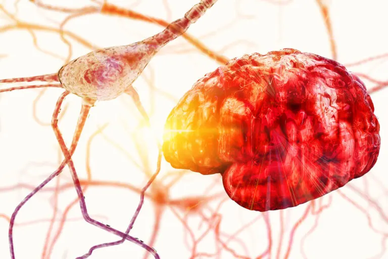 Estructura y partes de las neuronas