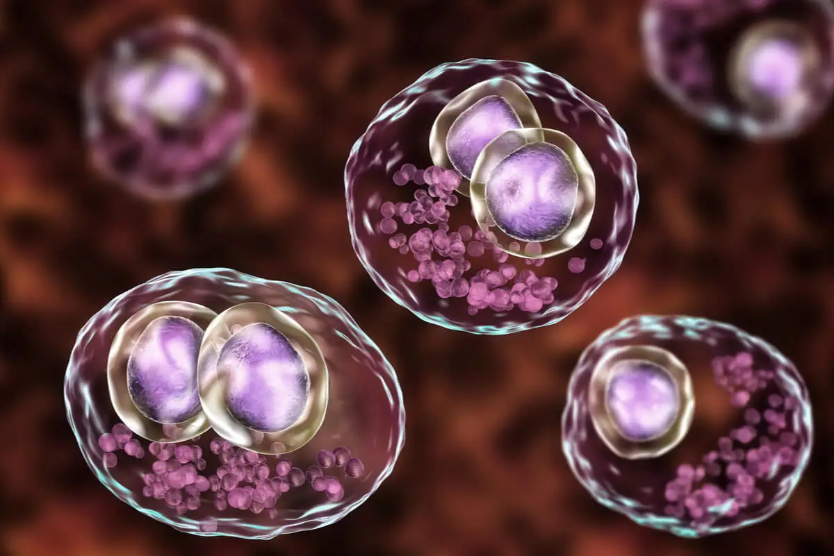 Citomegalovirus.