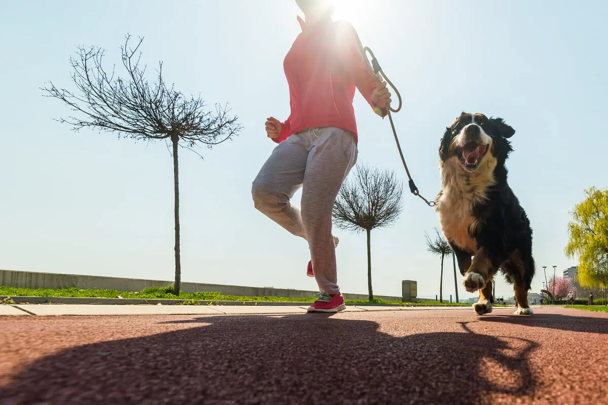 Lopen met de hond in de lente