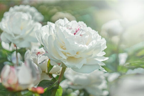 5 flores blancas para decorar tu jardín - Mejor con Salud