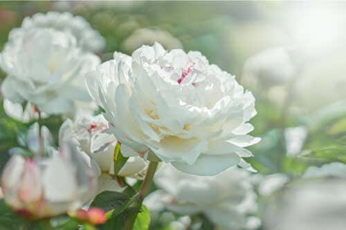5 flores blancas para decorar tu jardín