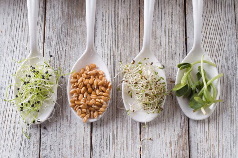 Germinados: beneficios, riesgos y preparación