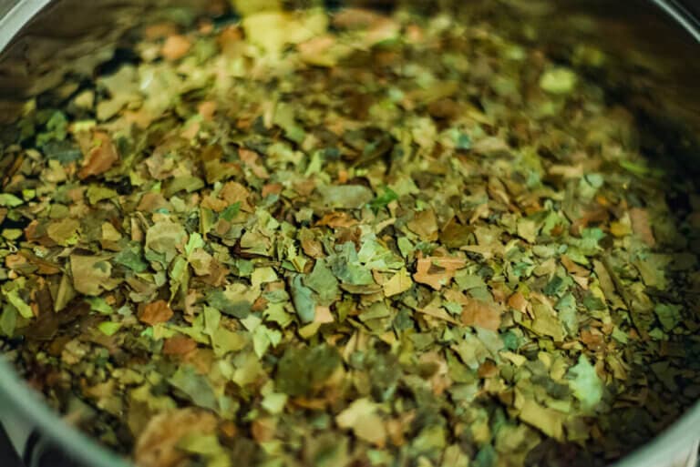 Guayusa: beneficios y contraindicaciones