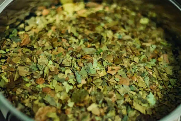 Guayusa: beneficios y contraindicaciones